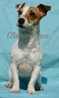 Étalon Jack Russell Terrier - Mojita banana du Domaine de la Clairiere aux Loups