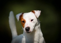 Étalon Jack Russell Terrier - CH. Adorable admiral sukcesor}