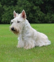 Étalon Scottish Terrier - Kinloch Messaline