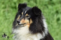 Étalon Shetland Sheepdog - Galicia de la source du Montet