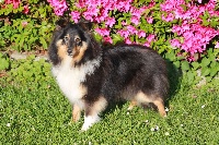 Étalon Shetland Sheepdog - Melania du Domaine De Kerparavelh