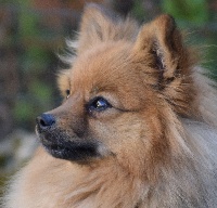 Étalon Spitz allemand - Mady D'Albitru