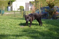 Étalon Staffordshire Bull Terrier - Ola que tal  Los Guardianes De La Casa