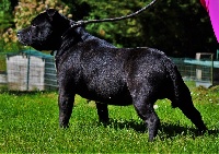 Étalon Staffordshire Bull Terrier - Iban (Sans Affixe)