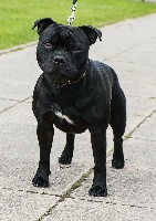 Étalon Staffordshire Bull Terrier - Men in black Of Zynajoy