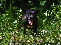 Étalon Staffordshire Bull Terrier - Nag du hameau de fontenay