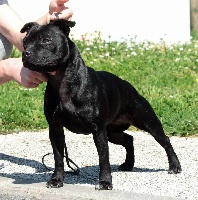 Étalon Staffordshire Bull Terrier - Malefik dark queen Of Zynajoy