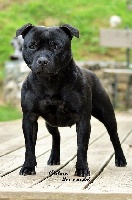 Étalon Staffordshire Bull Terrier - CH. My black hope Of Dark Lands