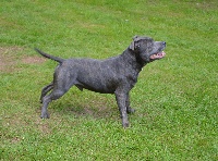 Étalon Staffordshire Bull Terrier - Manoj de limécidèn