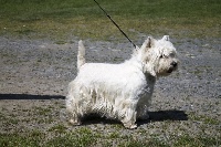 Étalon West Highland White Terrier - Little miss molly De La Vallée D'elleron
