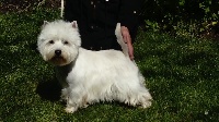 Étalon West Highland White Terrier - de bahia del txingudi Atila