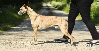 Étalon Whippet - CH. dogarium Beelzebub