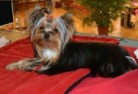 Étalon Yorkshire Terrier - Noisette Du Petit Pelerin