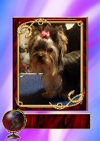 Étalon Yorkshire Terrier - Lola De Magerit