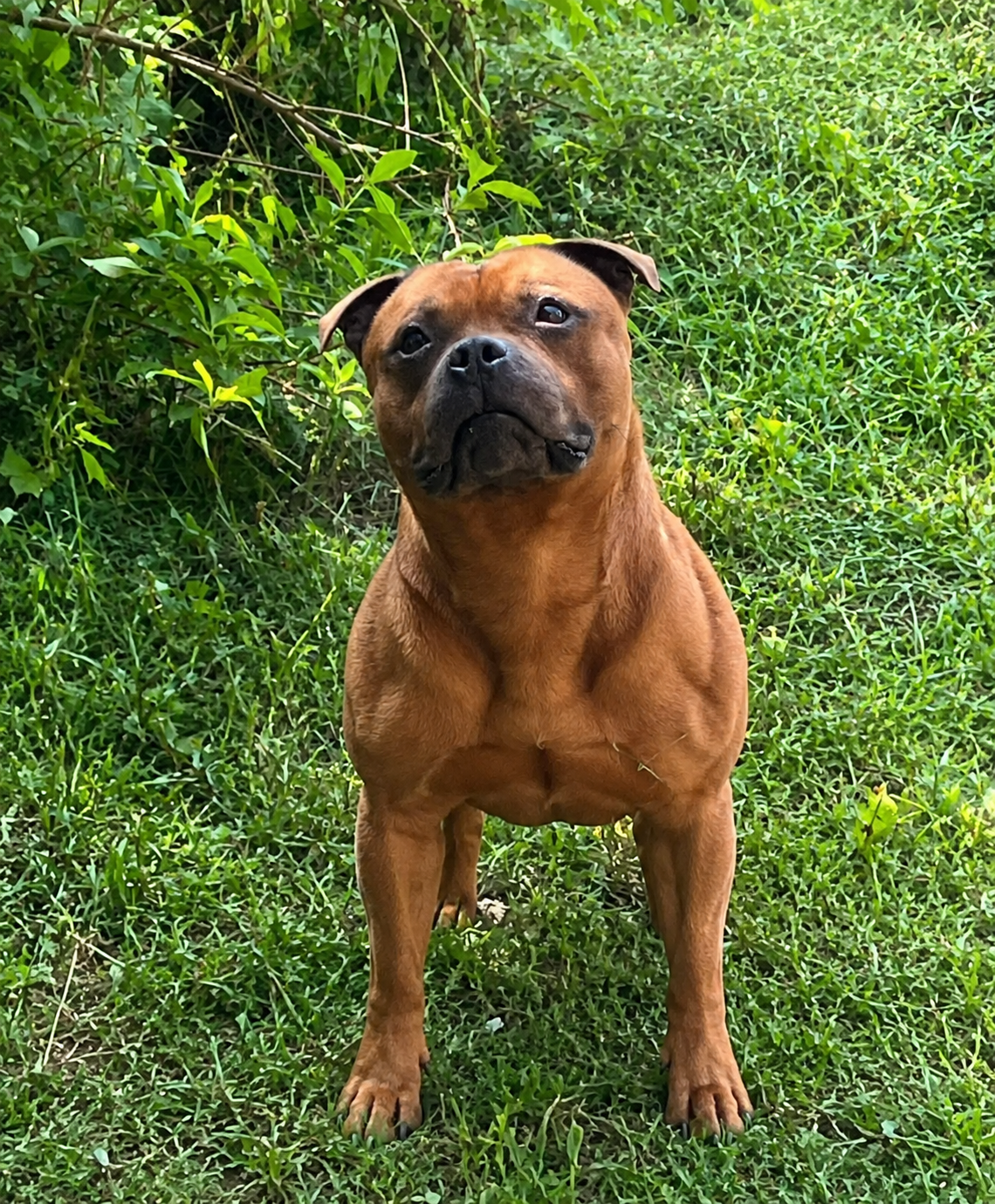 Les Staffordshire Bull Terrier de l'affixe   of Atomic Dog