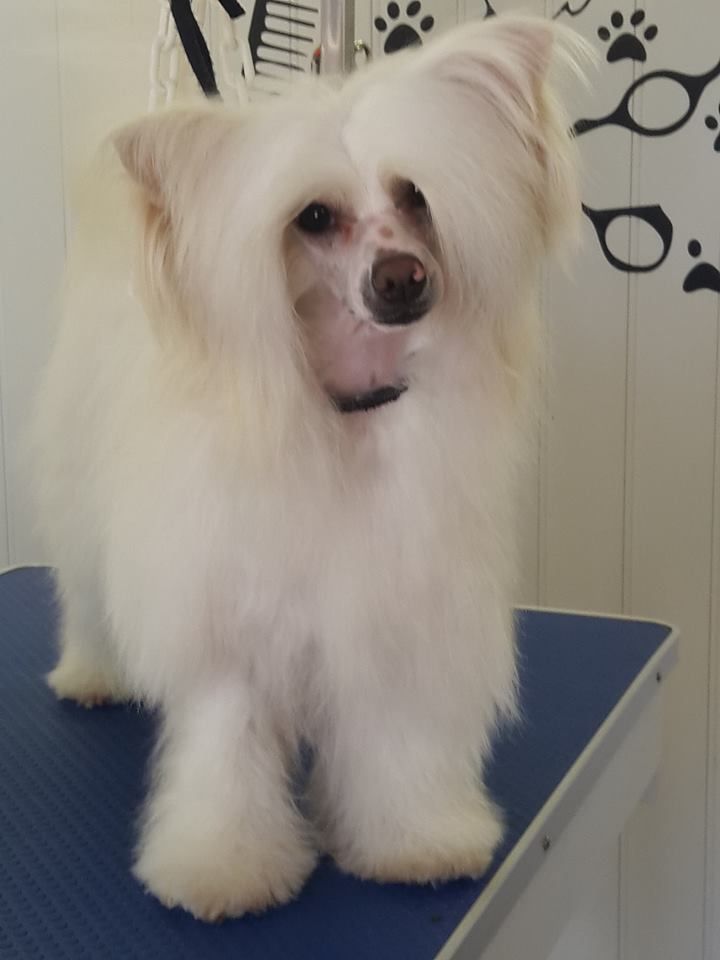 Nouvelle Egérie De Leden Angel Chien De Race Toutes Races