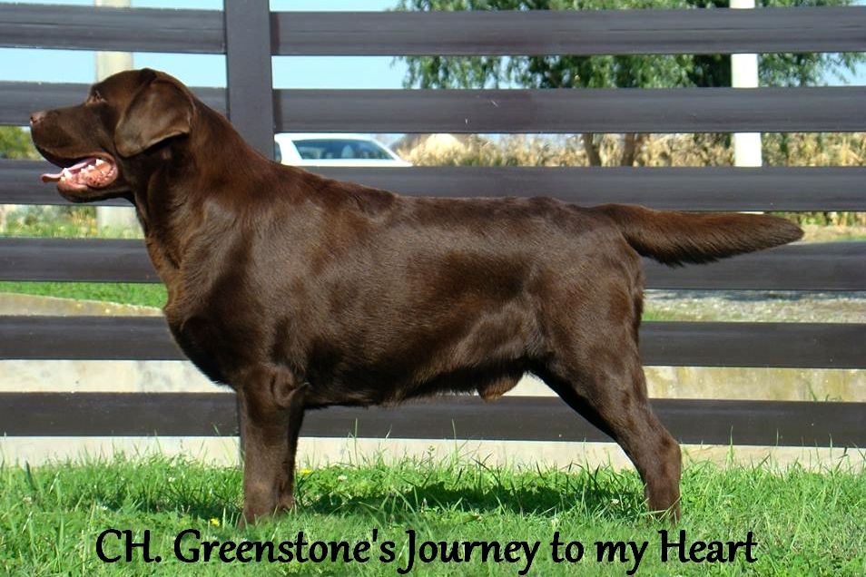 CH. greenstone's Journey to my heart