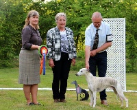 Étalon Whippet - Lord lacan des Carmauries