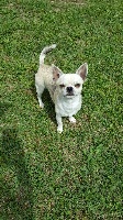 Étalon Chihuahua - Listel (Sans Affixe)