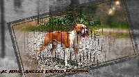 Étalon American Staffordshire Terrier - jc ring angels United