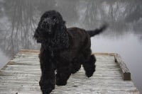 Étalon Cocker Spaniel Anglais - Muffin (dit murdoch) du cottage de sweet mi lady