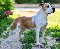 Étalon American Staffordshire Terrier - Légitime Démence Miss goldash