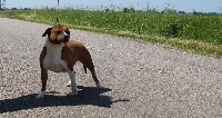 Étalon American Staffordshire Terrier - Mikita Du Domaine De Roujus