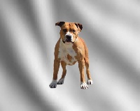 Étalon American Staffordshire Terrier - Miss-tique De La Furia Roja