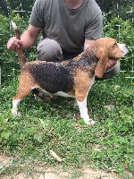 Étalon Beagle - Molly Du domaine de Craste Neuve