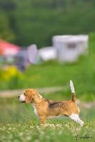 Étalon Beagle - Nanga parbat Du Hêtre Au Loup