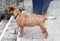 Étalon Border Terrier - Newlook du chant du coucou