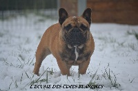 Étalon Bouledogue français - Ni oui ni non de la Croix d'Atal