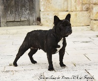 Étalon Bouledogue français - Juste une illusion des Pommes d'Or des Hesperides