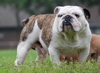 Étalon Bulldog Anglais - Just a perfect des Dunes de Mondopale