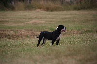 Étalon Bulldog continental - CH. Nash des perles noires de Beaume
