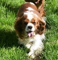 Étalon Cavalier King Charles Spaniel - Mystic du domaine de Maxiel