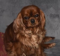 Étalon Cavalier King Charles Spaniel - Lenna du domaine de Maxiel