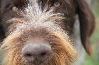 Étalon Chien d'arrêt allemand à poil dur - CH. News De L'Ubac Du Ventoux