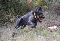 Étalon Chien d'arrêt allemand à poil dur - CH. Jidem de l'Oasis des Noyarets