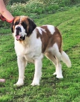 Étalon Chien du Saint-Bernard - Thalea Bulls Pepsi