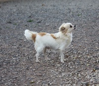 Étalon Chihuahua - Joyeuse Du rocher de la gareliére