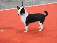 Étalon Chihuahua - Little gentleman De Plessibelliere