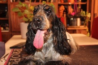 Étalon Cocker Spaniel Anglais - Joséphine impératrice de Nimrody