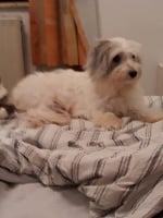 Étalon Coton de Tulear - Olita Van De Cotonhoeve