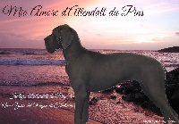 Étalon Dogue allemand - CH. Mio amore d'Attendal du Pins