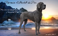 Étalon Dogue allemand - Panamera d'Attendal du Pins