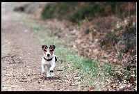 Étalon Jack Russell Terrier - Micheline (Sans Affixe)