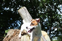 Étalon Jack Russell Terrier - N'capone de l'antre des jacks