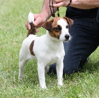 Étalon Jack Russell Terrier - Nuts du mas d'aigret