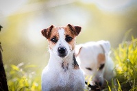 Étalon Jack Russell Terrier - Numa du Bois de Compiègne
